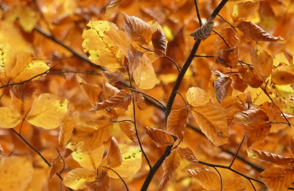 Dichtes Buchenlaub in seiner Herbstfärbung. Foto: Rainer Schwab