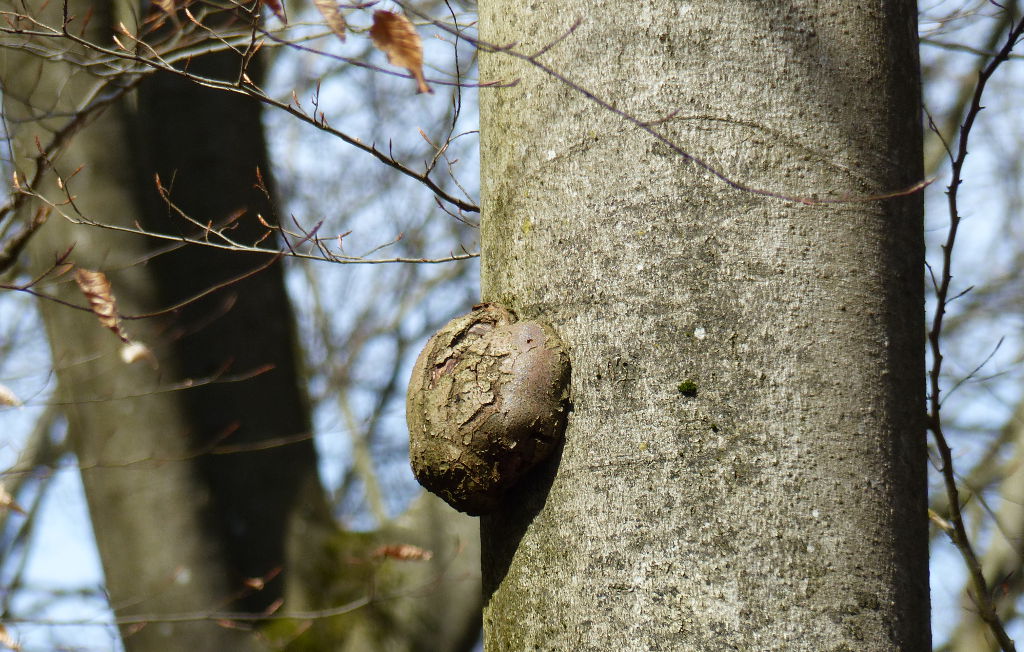 Buchenkrebs heißt diese Wucherung am Stamm. Foto: Rainer Schwab