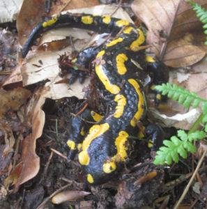 Ein Feuersalamander unterwegs! Foto: Rainer Schwab