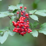 Roter Hirschholunder leuchtet durch den grünen Wald. Foto: Rainer Schwab