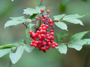 Roter Hirschholunder leuchtet durch den grünen Wald. Foto: Rainer Schwab