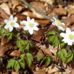 Annemonen kommen im Frühling als eine der ersten durch den vom Winter braunen, feuchten Boden und erhellen das braune Laub. Foto: Rainer Schwab