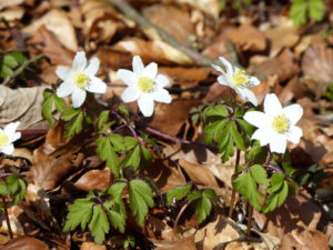 Annemonen kommen im Frühling als eine der ersten durch den vom Winter braunen, feuchten Boden und erhellen das braune Laub. Foto: Rainer Schwab