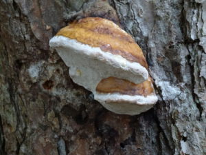 Pilz an einem Nadelbaum. Foto: Rainer Schwab