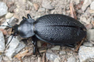 Ein Hirschkäfer unterwegs. Foto: Rainer Schwab