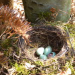 An diesem Nest auf dem Boden wurde schon geräubert. Foto: Rainer Schwab