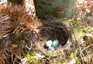 An diesem Nest auf dem Boden wurde schon geräubert. Foto: Rainer Schwab