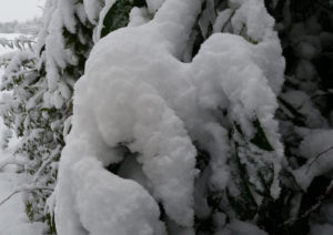 Wenn es schneit, können Blätter und Äste ein Vielfaches ihres eigenen Gewichts tragen ... Foto: Dorothea Müth