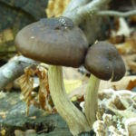 Was könnte dies für ein Pilzpaar sein? Vielleicht zwei Maronenröhrlinge - doch um sie sicher zu bestimmen, muss man daran riechen. Foto: Rainer Schwab