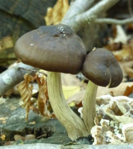 Was könnte dies für ein Pilzpaar sein? Vielleicht zwei Maronenröhrlinge - doch um sie sicher zu bestimmen, muss man daran riechen. Foto: Rainer Schwab