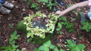 Am Stumpf einer gefällten Buche schlagen im Frühjar wieder neue Blätter aus. Foto: Rainer Schwab